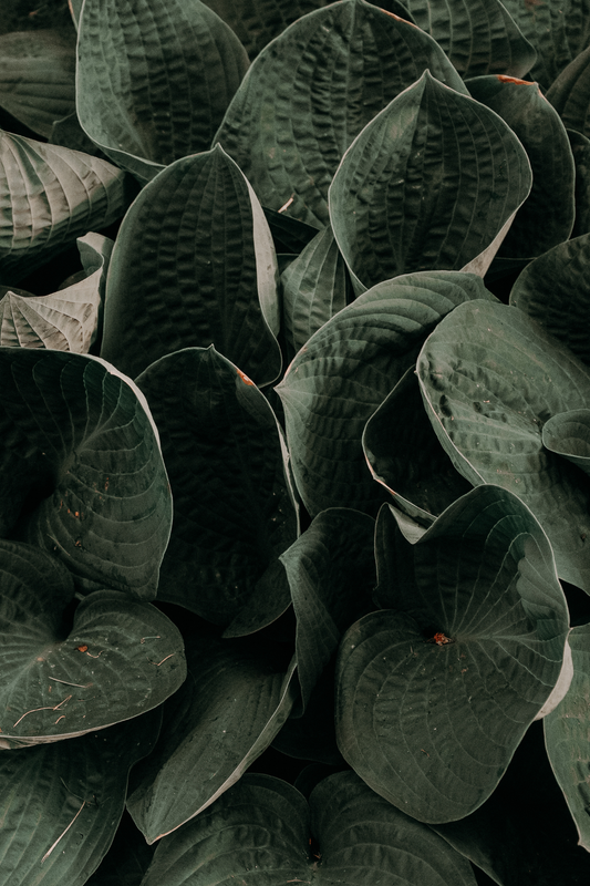 Meine drei Lieblingsöle für die Hautpflege